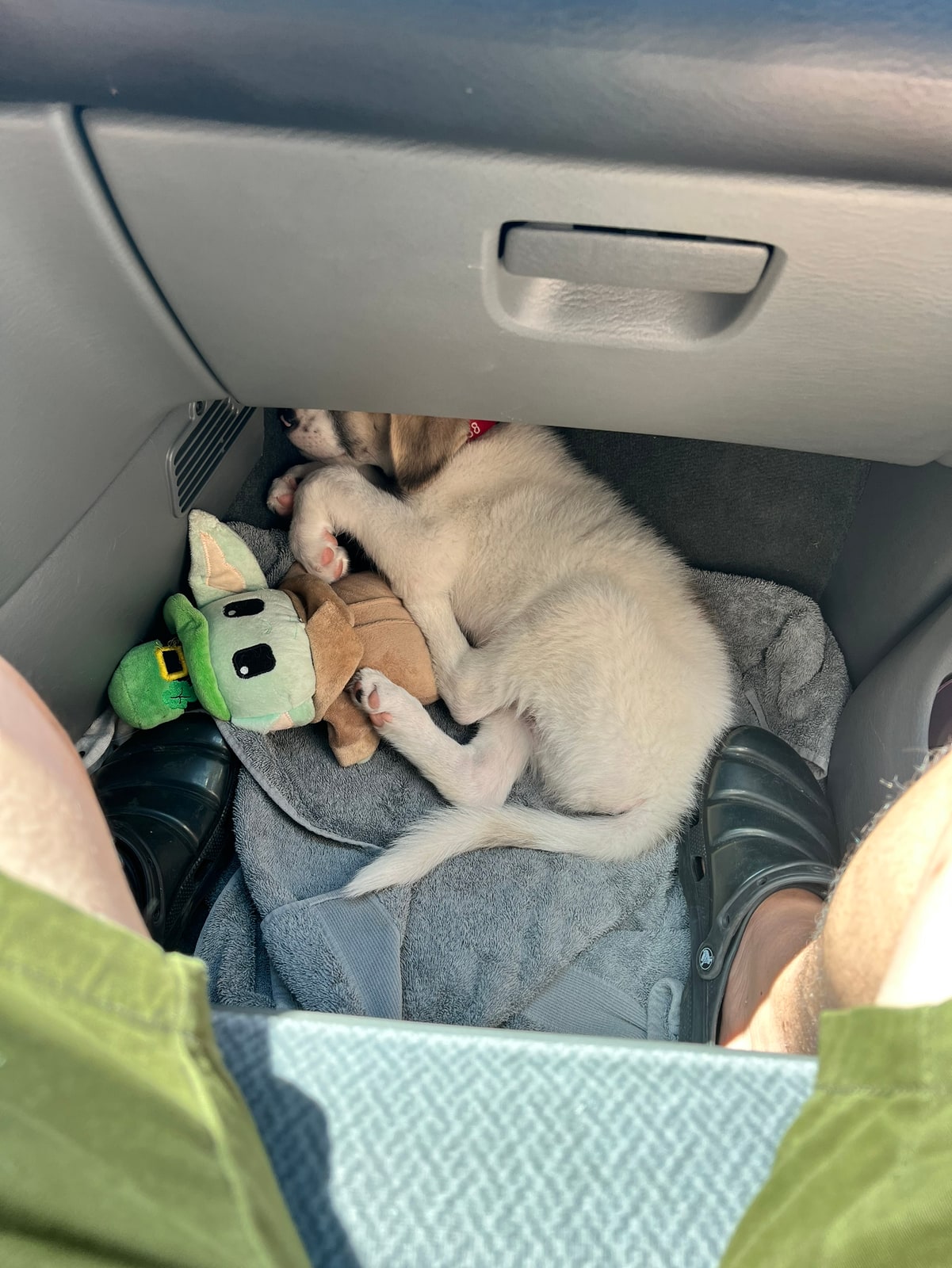 Odin as a puppy, asleep in the car with his toys